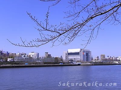 隅田川と墨堤の桜