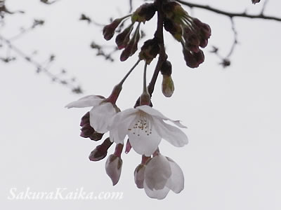 開花している桜の花びら
