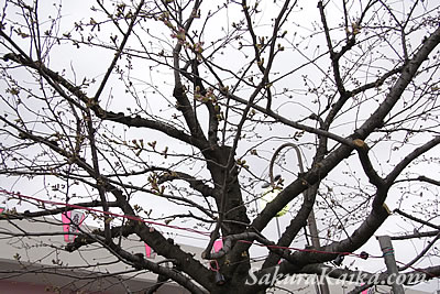 まだまだ開花していない桜の木