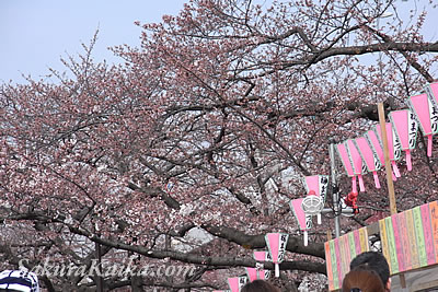 ピンク色に色づいた桜の木