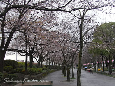 隅田公園の桜が開花しています